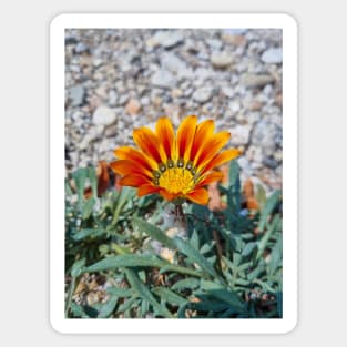 Beautiful Summer Orange Flower Sticker